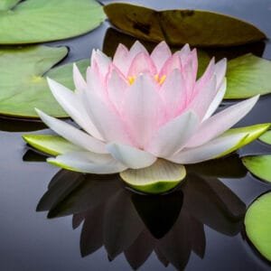 2025年慧學實驗A1班第二學期主修生